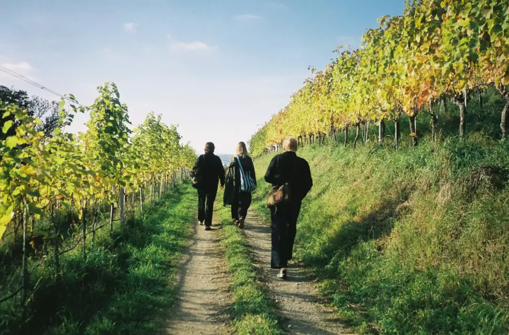 Züricher Weinberge Spaziergang durch die Züricher Weinberge